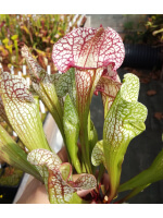 S. x ‘Skywatcher’