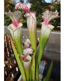 S.Wilkerson's Red -- open pollinated