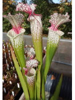 S.Wilkerson's Red -- open pollinated