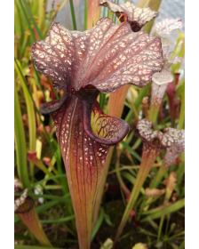 S.x Moorei -- (leucophylla "purple lips" x flava cuprea) (Phil Faulisi hybrid)