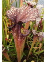 S.x Moorei -- (leucophylla "purple lips" x flava cuprea) (Phil Faulisi hybrid)