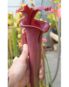 Sarracenia .x moorei "Praetorian Guard"