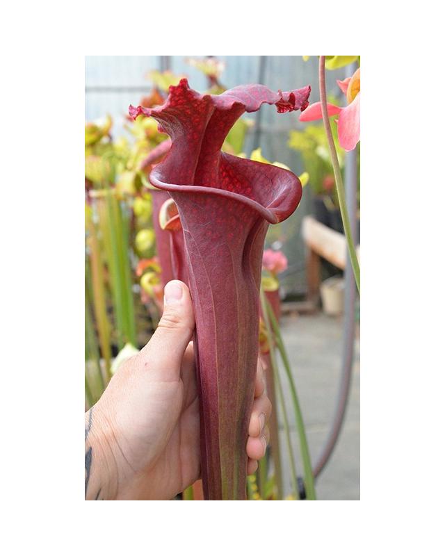 Sarracenia .x moorei "Praetorian Guard"