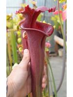 Sarracenia .x moorei "Praetorian Guard"