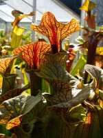 S. flava var. ornata -- super Ornata