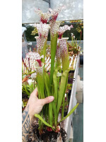 S.x Moorei -- "Conecuh, Covington Co. AL