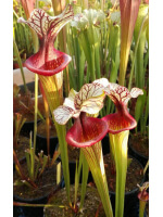 S. (Leucophylla x Flava var. ornata) x 'Adrian Slack' clone "A" 