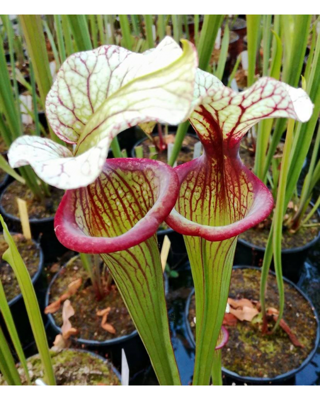 S. (Leucophylla x Flava var. ornata) x 'Adrian Slack' clone "A" 