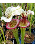 S. (Leucophylla x Flava var. ornata) x 'Adrian Slack' clone "A" 