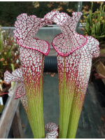 S. leucophylla -- walton, Purple and white pitchers