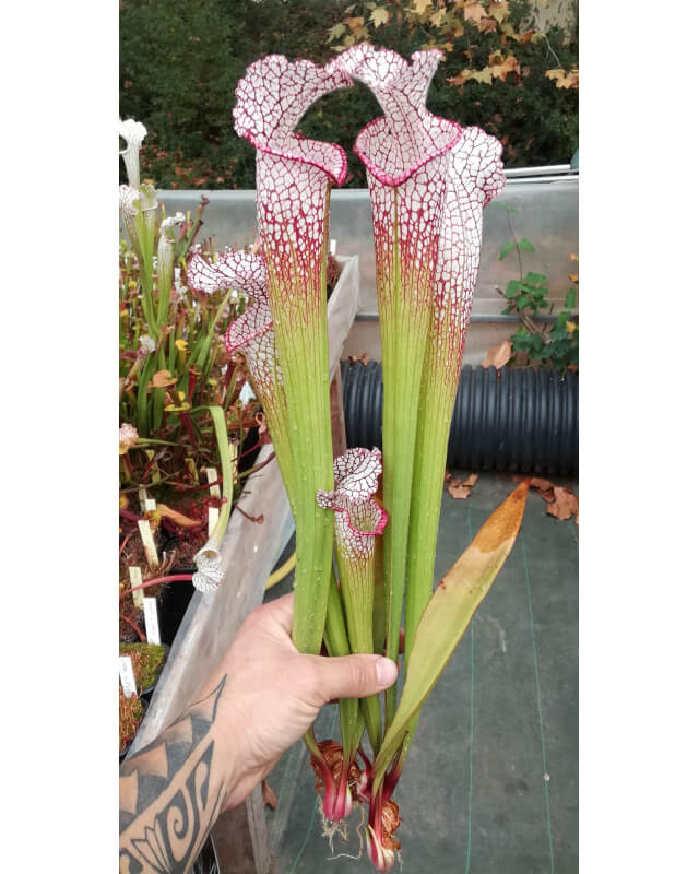 S. leucophylla -- walton, Purple and white pitchers