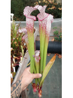 S. leucophylla -- walton, Purple and white pitchers
