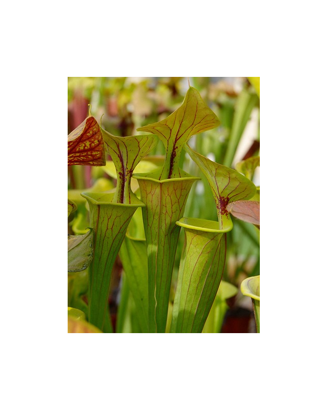 SX48 S.'Citron' x SFO01 S. flava var. ornata (Mutant Flower) 