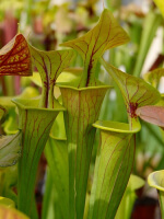 SX48 S.'Citron' x SFO01 S. flava var. ornata (Mutant Flower)