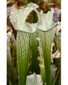 S. leucophylla -- Perdido, AL. Green & white top, W, (SM), (L45,MK)