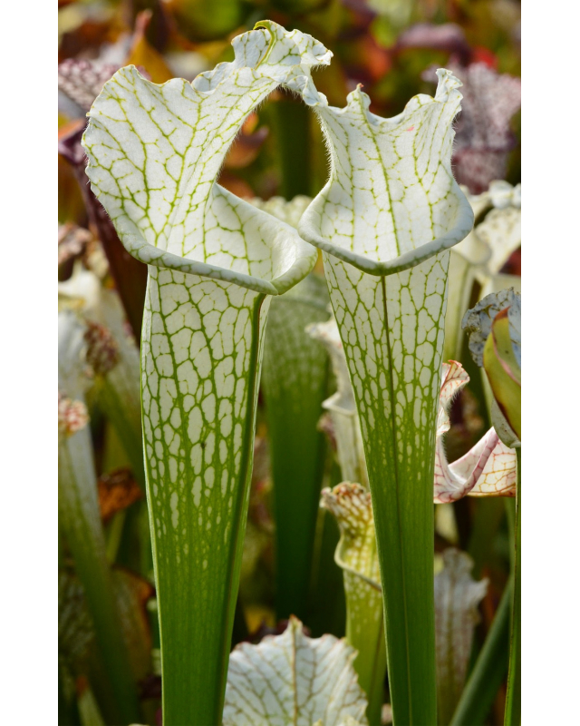 S. leucophylla -- Perdido, AL. Green & white top, W, (SM), (L45,MK) S. leucophylla -- Perdido, AL. Green & white top, W, (SM), (L45,MK)