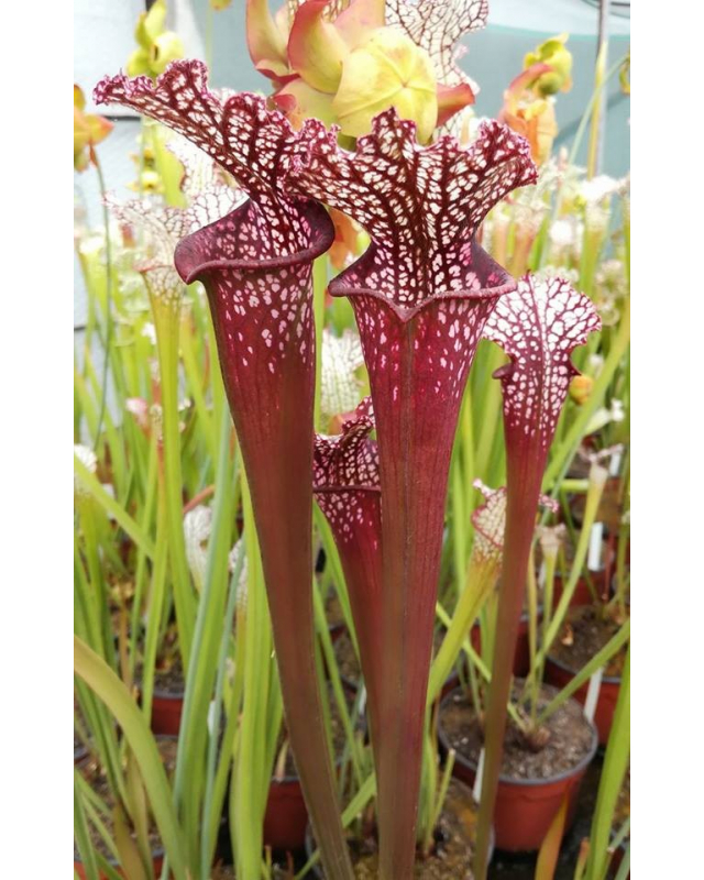 S. leucophylla -- red/pink