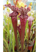 S. leucophylla -- red/pink