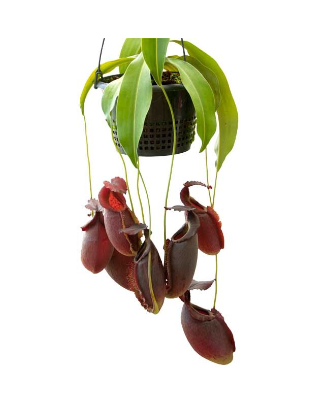 Népenthes spathulata x gymnamphora Népenthes spathulata x gymnamphora