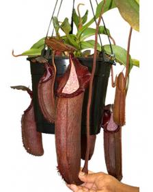Népenthes densiflora x robcantleyi