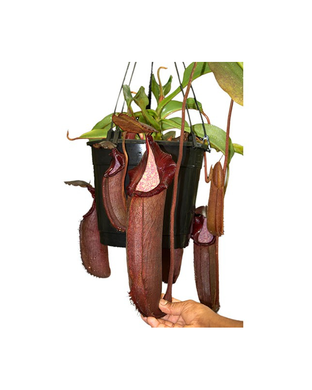 Népenthes densiflora x robcantleyi