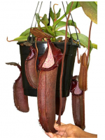 Népenthes densiflora x robcantleyi