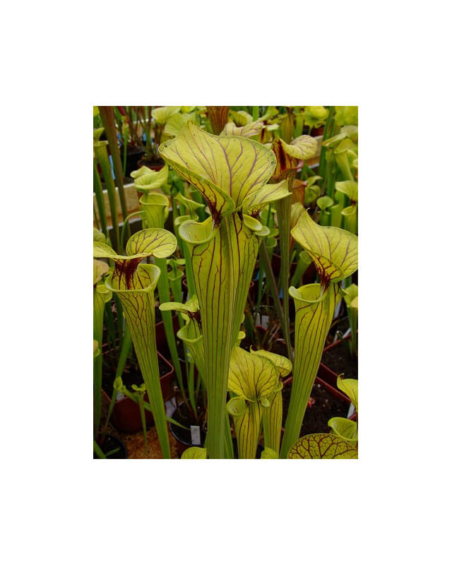 Sarracenia flava var. ornata -- heavily veined lid , Greenswamp , North Carolina (Ainsworth 99)-var. ornata