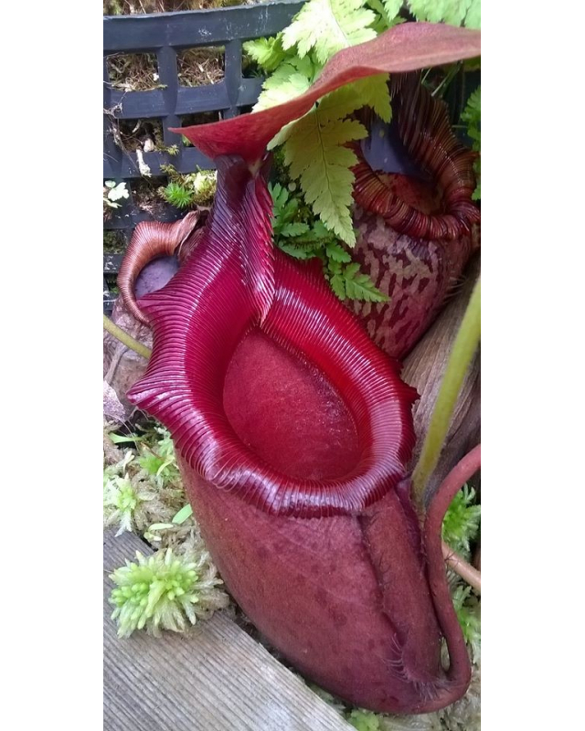Népenthes rajah x mira Népenthes rajah x mira