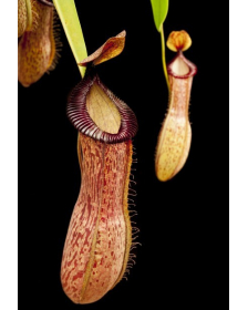 Népenthes ventricosa x hamata