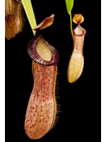 Népenthes ventricosa x hamata
