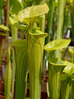 S. flava var. ornata -- giant tube,fine vein