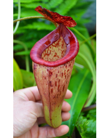 Népenthes talangensis x glandulifera