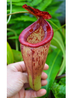 Népenthes talangensis x glandulifera