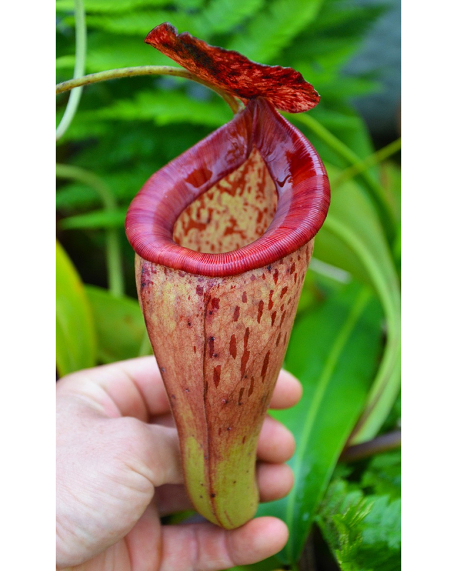 Népenthes talangensis x glandulifera Népenthes talangensis x glandulifera