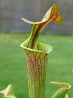 SFO11 S. flava var. ornata -- inside and outside very strong veined