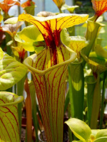 SFO14 S. flava var. ornata -- Gulf Coast. Heavy veins,Apalachicola,W,(AH)(F36)