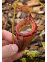 Népenthes 