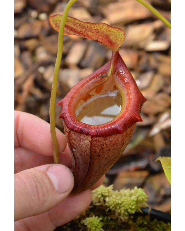 Népenthes Népenthes