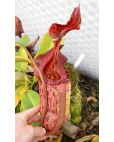 Népenthes x tiveyi red