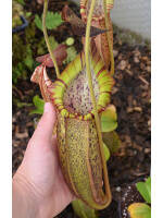Népenthes spathulata x spectabilis