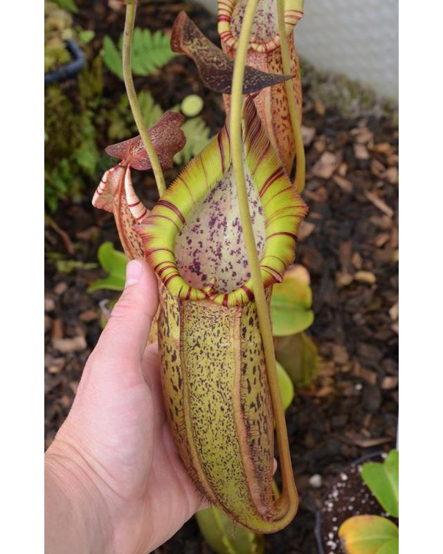 Népenthes spathulata x spectabilis Népenthes spathulata x spectabilis