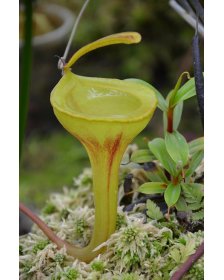 Népenthes Jamban