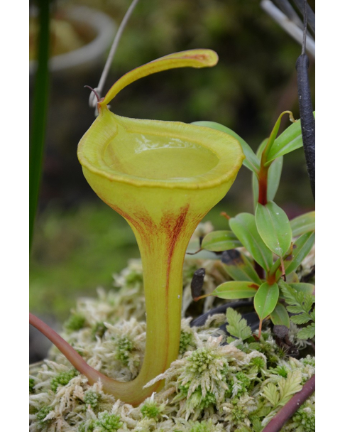 Népenthes Jamban