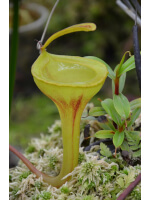 Népenthes Jamban