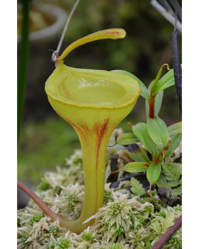 Népenthes Jamban Népenthes Jamban