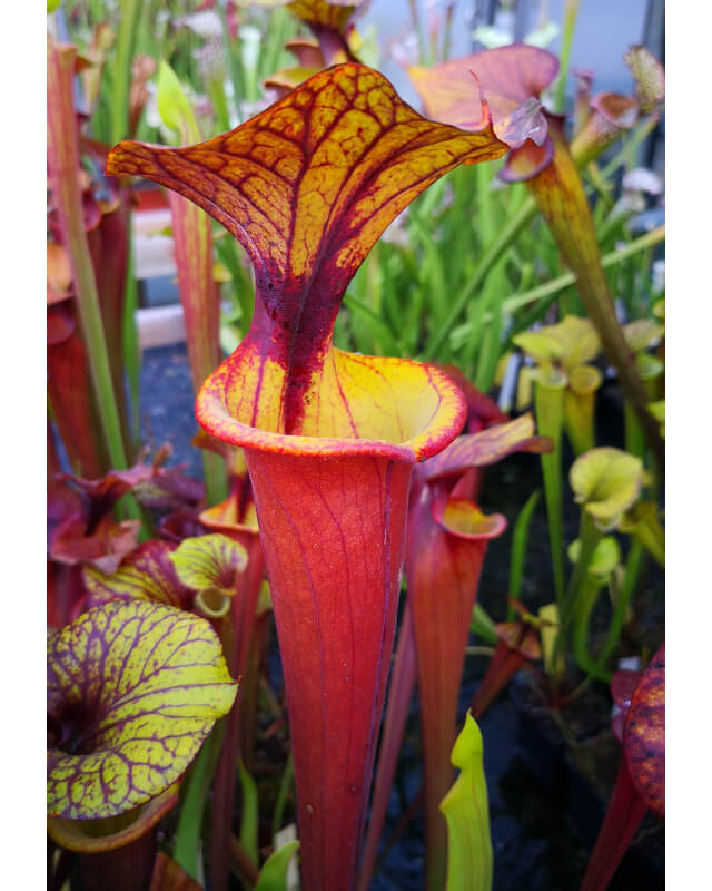Sarracenia flava var. rubricorpora -- Apalachicola National Forest Park,W, (F58,JA)(F161,MK)-var. rubricorpora