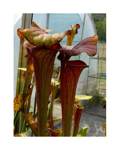 SFO19 S. flava var. ornata -- with dipping lid,Cooks Carnivorous Plants(F87,MK)