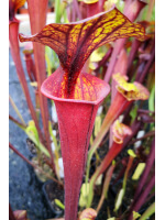 S. flava var. rubricorpora -- Giant red tube,Apalachicola,W,(F37,JA)(F20,MK)