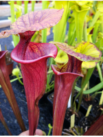 S. flava var. ornata x S. flava var. atropurpurea -- all red form,Blackwater,W,(PW,F3)(F27c, MK)