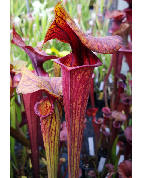 S. flava var. ornata -- Heavily veined, Wewahitchka, FL.(W), (F42 MK)